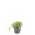 Thymus serpyllum Pot 9 cm