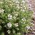 Thymus vulgaris Pot 9 cm