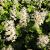 Tiarella cordifolia Pot 9 cm