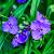 Tradescantia (A) 'Zwanenburg Blue' Pot 9 cm