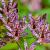 Tricyrtis formosana Pot 9 cm