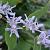 Tricyrtis hirta Pot 9 cm